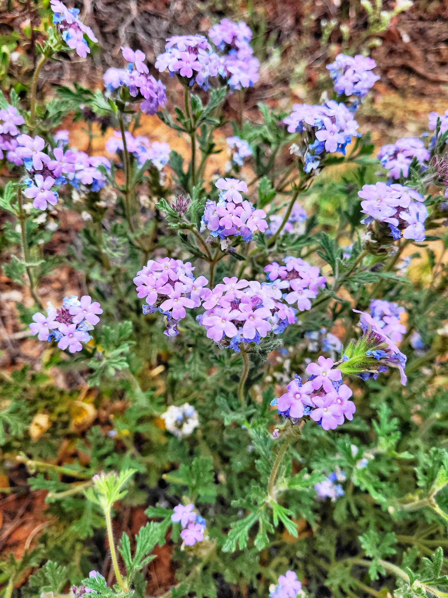photo of fay canyon wildflowers