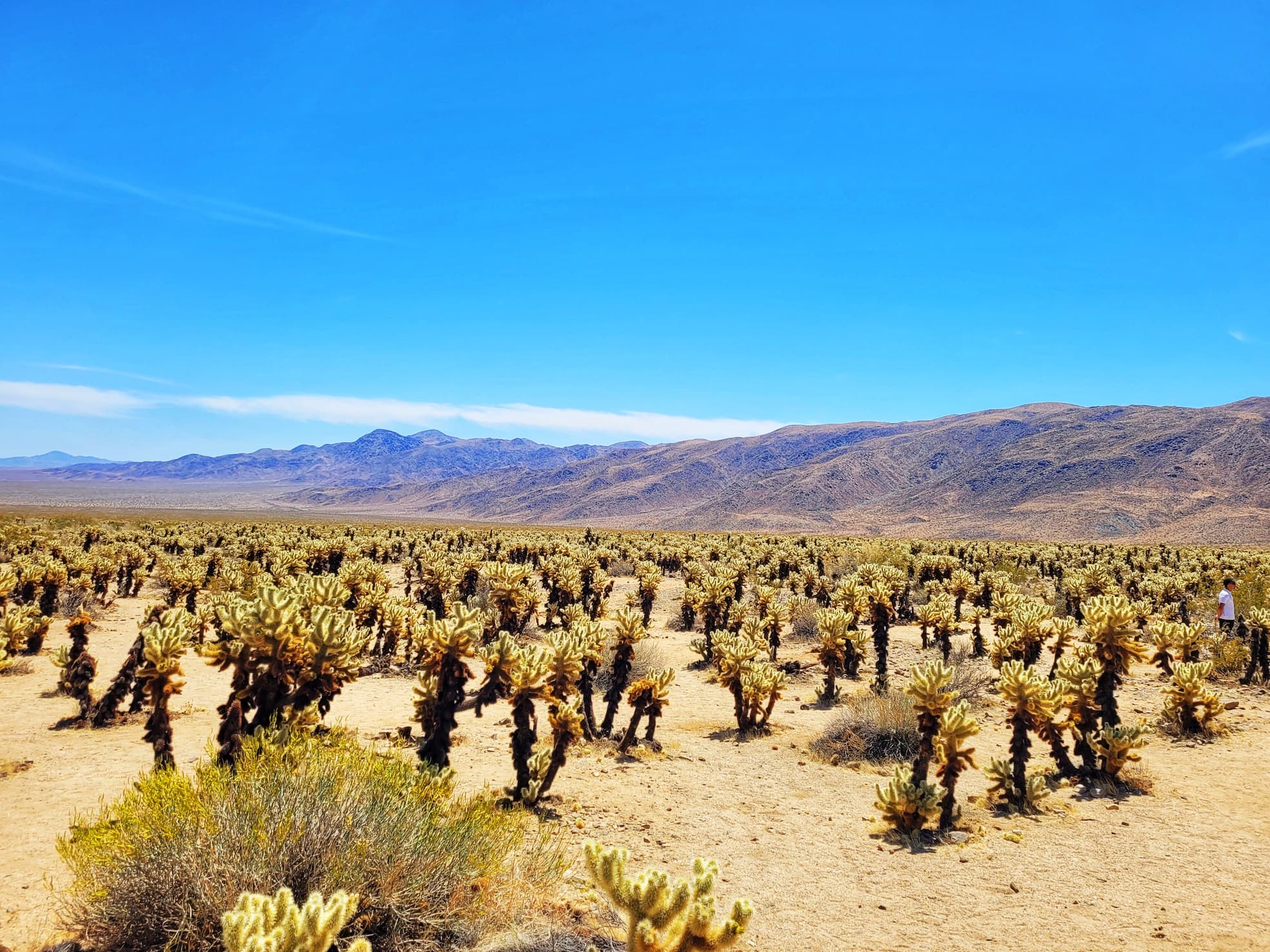 photo of cholla garden