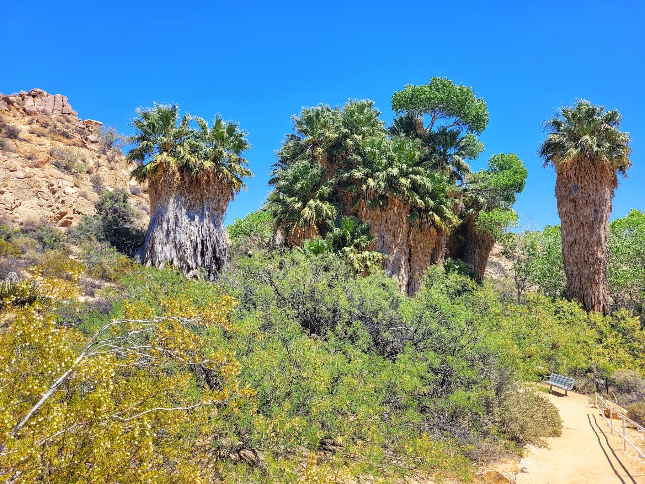 photo of cottonwood oasis