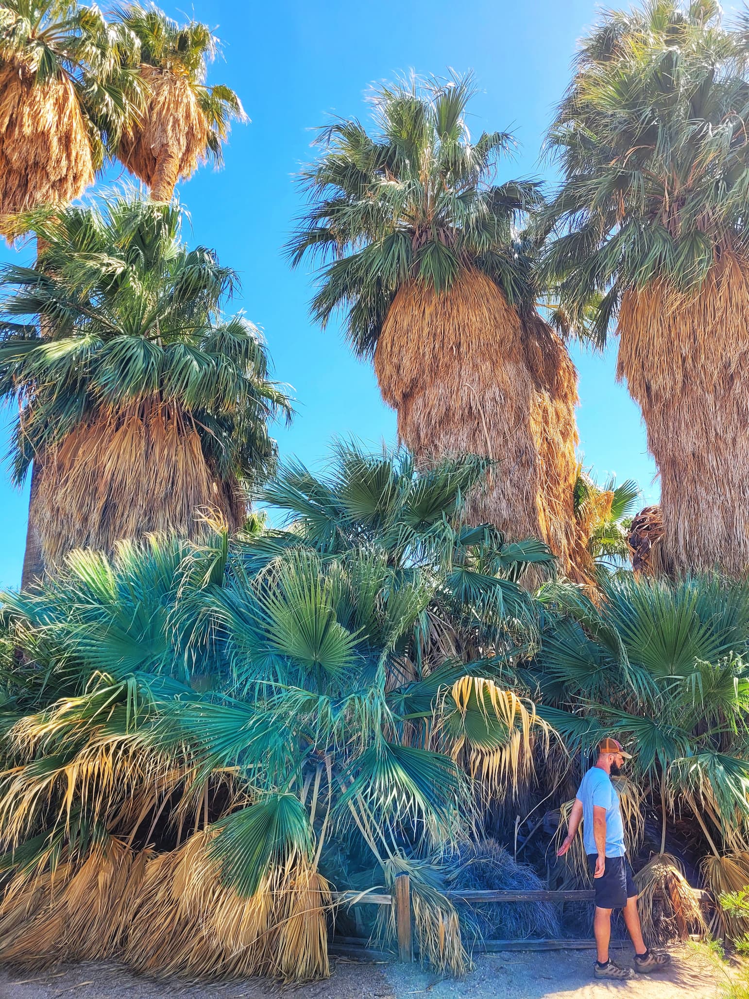 photo of oasis of mara