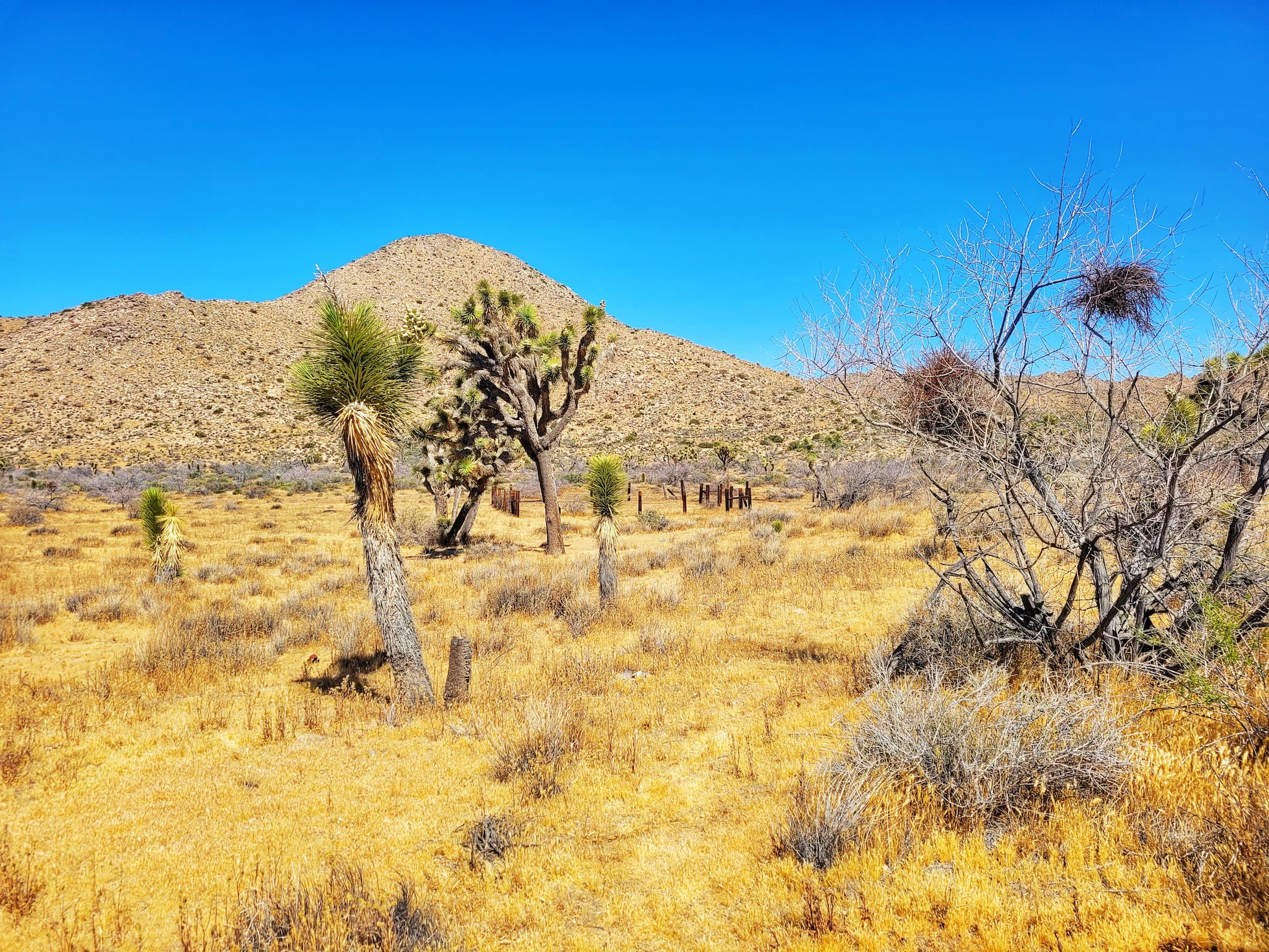 photo of samuelson homestead ruins