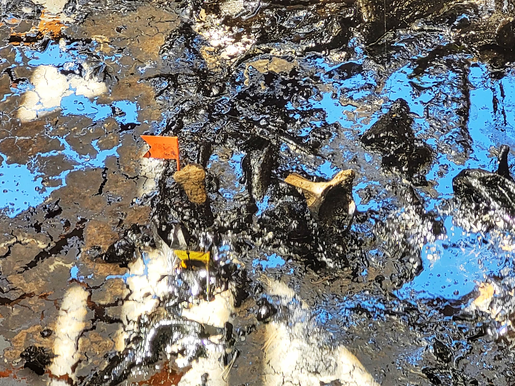 close up photo of la brea tar pit