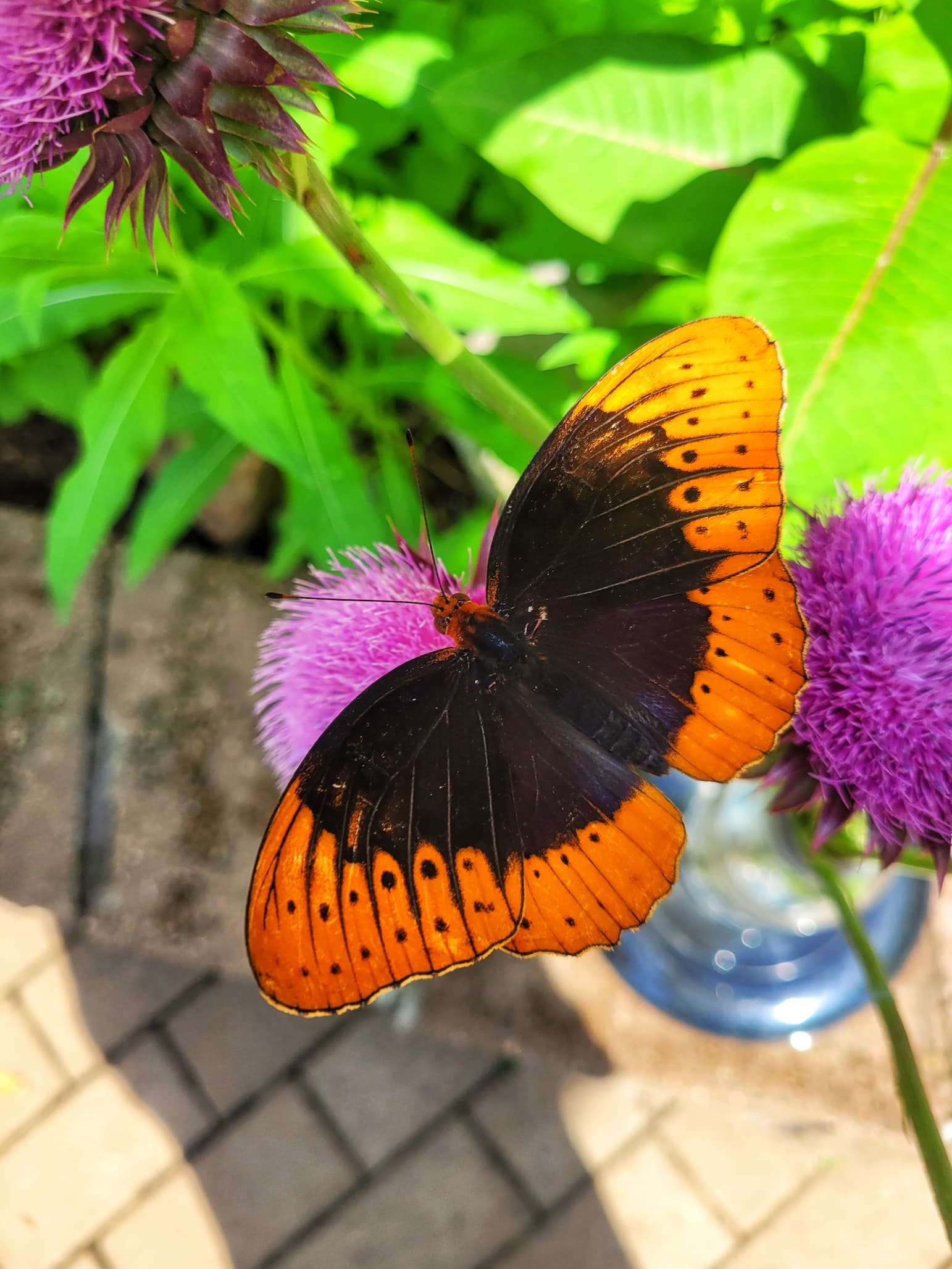 photo of butterfly at springfield botanic garden