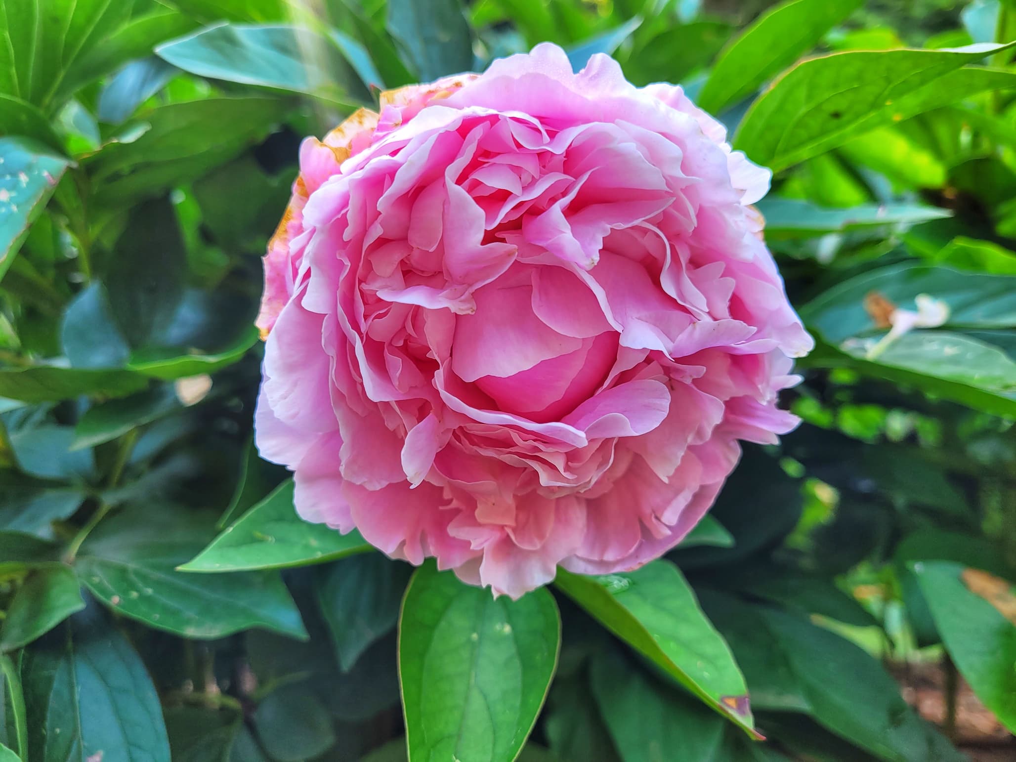photo of peony